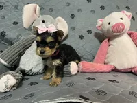 Bella-Pink collar, a female Yorkshire Terrier for sale in Lumberton, NC – Photo 4 of 10