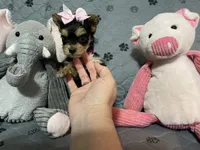 Bella-Pink collar, a female Yorkshire Terrier for sale in Lumberton, NC – Photo 3 of 10