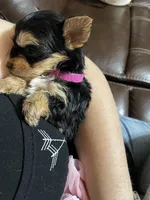 Bella-Pink collar, a female Yorkshire Terrier for sale in Lumberton, NC – Photo 7 of 10