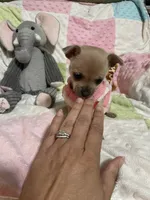 Cookie (Updated photos), a female Chihuahua for sale in Lumberton, NC – 7 of 10