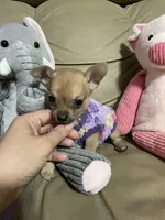 Phoenix, a male Chihuahua for sale in Lumberton, NC – 5 of 10