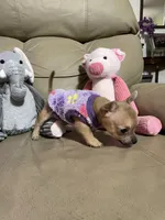 Phoenix, a male Chihuahua for sale in Lumberton, NC – 6 of 10