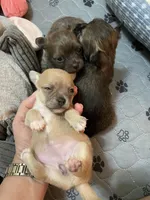 Bella, a female Chihuahua for sale in Lumberton, NC – 5 of 10