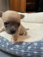 Bella, a female Chihuahua for sale in Lumberton, NC – 2 of 10