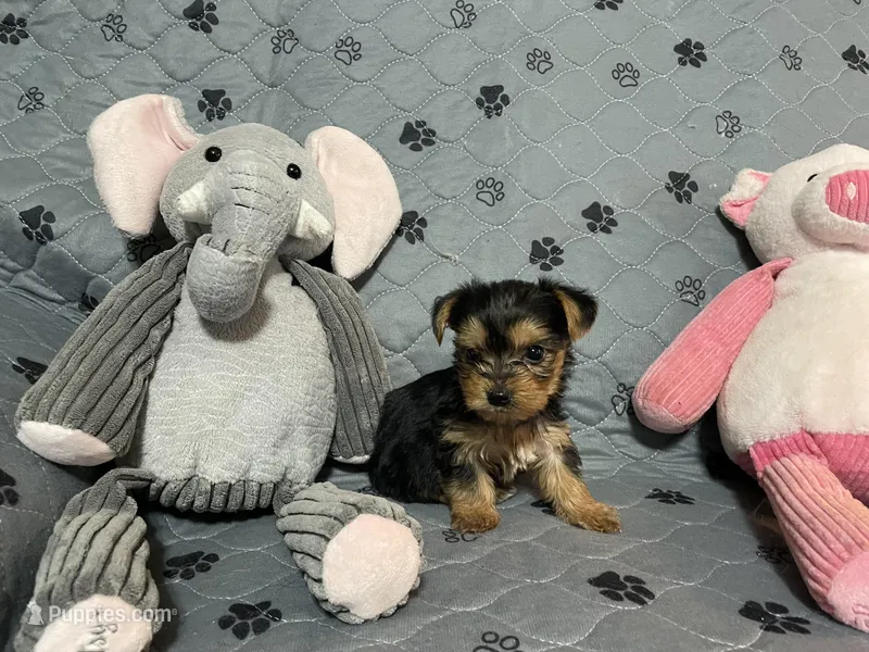 Edward-Green collar – Yorkshire Terrier puppy for sale in Lumberton, NC