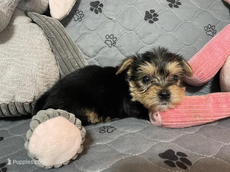 Edward-Green collar – Yorkshire Terrier puppy for sale in Lumberton, NC