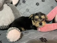 Edward-Green collar, a male Yorkshire Terrier for sale in Lumberton, NC – Photo 4 of 10