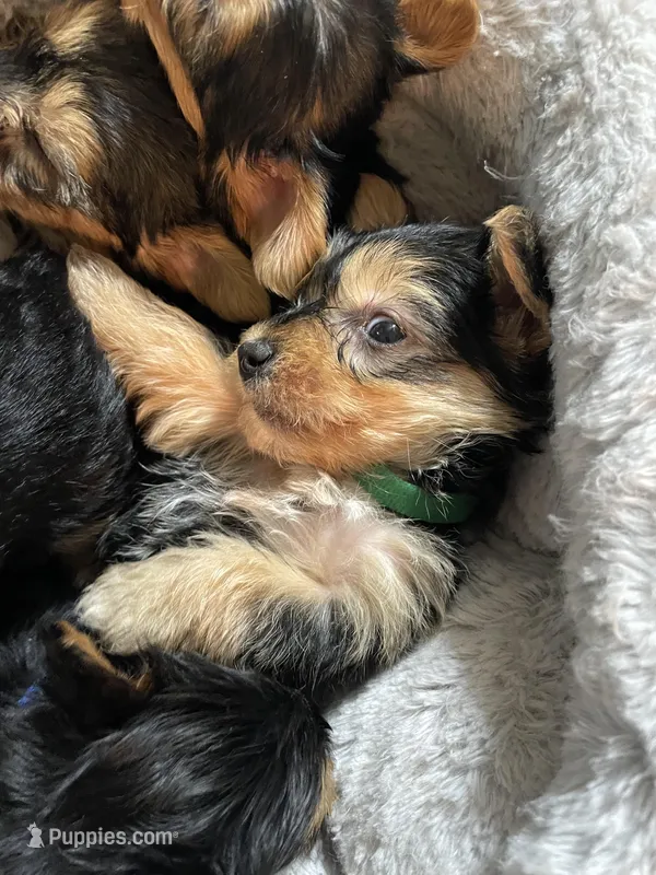 Edward-Green collar – Yorkshire Terrier puppy for sale in Lumberton, NC