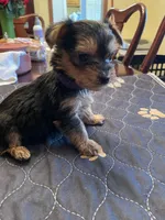 Edward-Green collar, a male Yorkshire Terrier for sale in Lumberton, NC – Photo 3 of 10