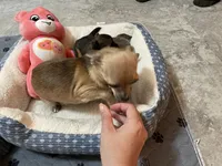 Cooper, a male Chihuahua for sale in Lumberton, NC – 9 of 10