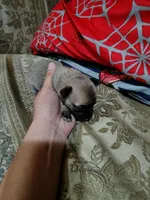 Banks, a male Chihuahua for sale in Lumberton, NC – 3 of 4