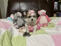 Star, a female Peekapoo and Chihuahua for sale in Lumberton, NC – 7 of 10