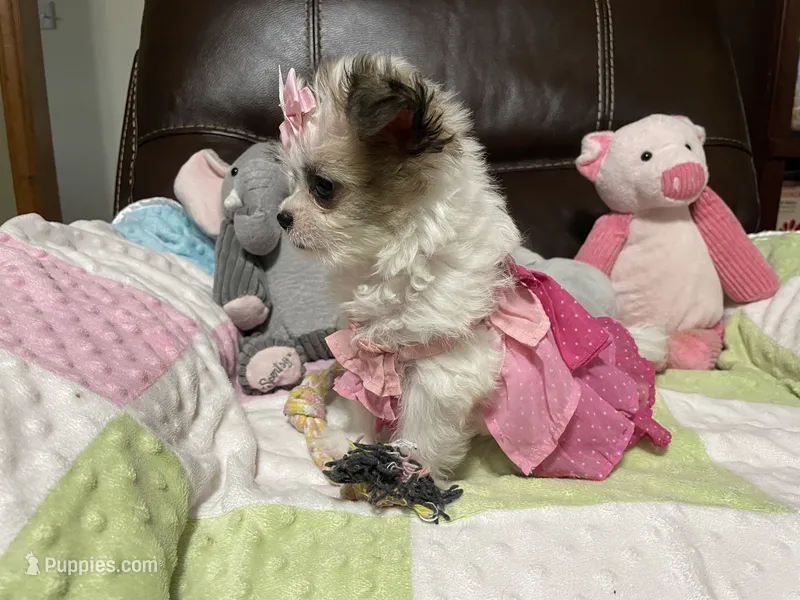 Star – Peekapoo, Chihuahua puppy for sale in Lumberton, NC