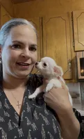 Chloe updated photos , a female Peekapoo and Chihuahua for sale in Lumberton, NC – 10 of 10