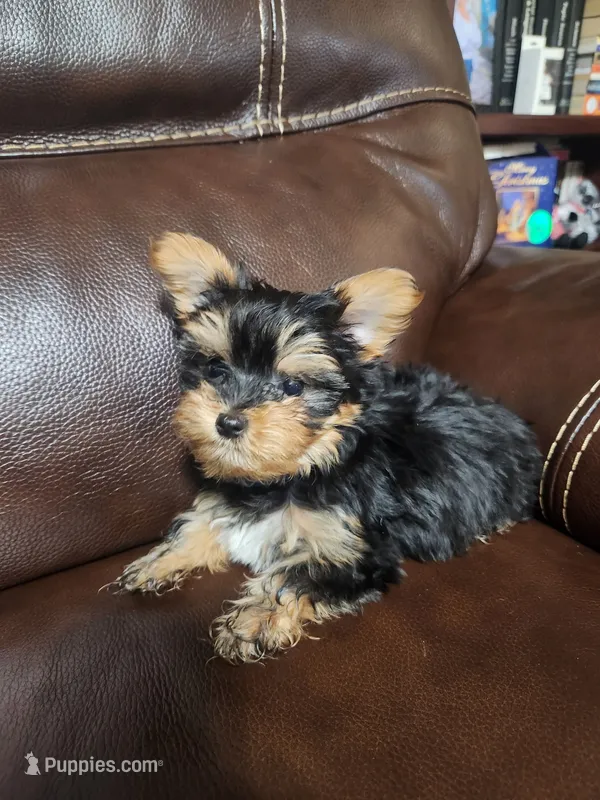 Little Teddy-Blue collar – Yorkshire Terrier puppy for sale in Lumberton, NC