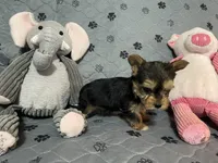 Preston-Brown collar, a male Yorkshire Terrier for sale in Lumberton, NC – Photo 5 of 10