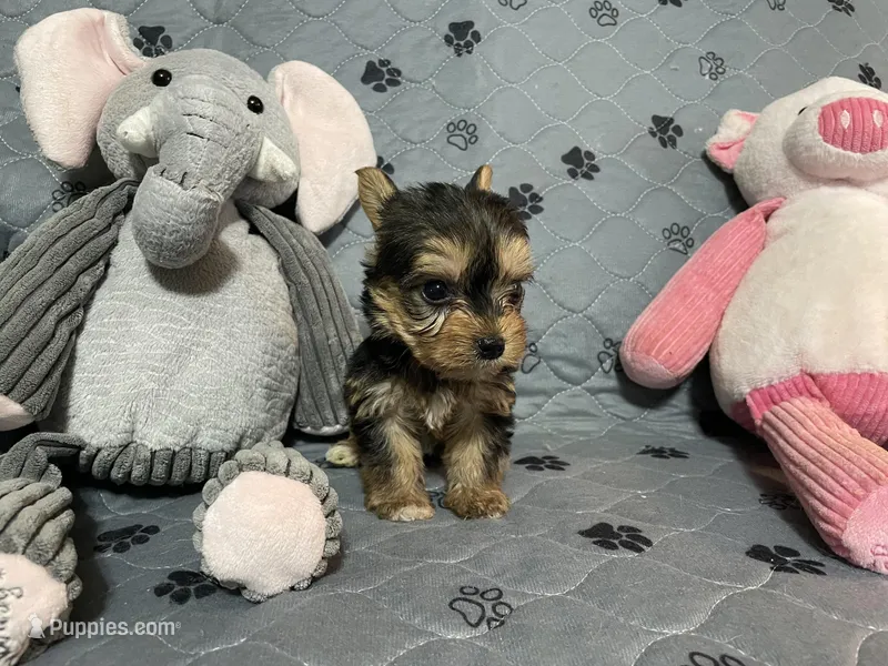 Preston-Brown collar – Yorkshire Terrier puppy for sale in Lumberton, NC