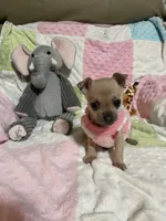 Cookie (Updated photos), a female Chihuahua for sale in Lumberton, NC – 6 of 10