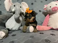 Lucy-orange collar, a female Yorkshire Terrier for sale in Lumberton, NC – Photo 2 of 10