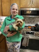 Lucy-orange collar, a female Yorkshire Terrier for sale in Lumberton, NC – Photo 9 of 10