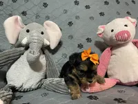 Lucy-orange collar, a female Yorkshire Terrier for sale in Lumberton, NC – Photo 5 of 10