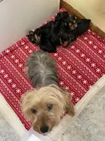 Lucy-orange collar, a female Yorkshire Terrier for sale in Lumberton, NC – Photo 6 of 10