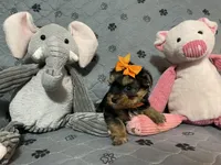 Lucy-orange collar, a female Yorkshire Terrier for sale in Lumberton, NC – Photo 3 of 10