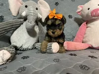 Lucy-orange collar, a female Yorkshire Terrier for sale in Lumberton, NC – Photo 1 of 10