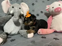 Lucy-orange collar, a female Yorkshire Terrier for sale in Lumberton, NC – Photo 4 of 10