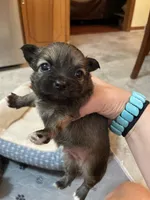 Cooper, a male Chihuahua for sale in Lumberton, NC – 3 of 10