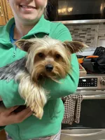 Little Teddy-Blue collar, a male Yorkshire Terrier for sale in Lumberton, NC – Photo 10 of 10