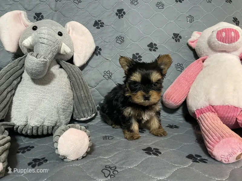 Little Teddy-Blue collar – Yorkshire Terrier puppy for sale in Lumberton, NC