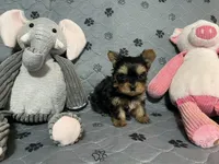 Little Teddy-Blue collar, a male Yorkshire Terrier for sale in Lumberton, NC – Photo 1 of 10