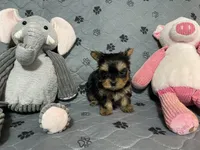 Little Teddy-Blue collar, a male Yorkshire Terrier for sale in Lumberton, NC – Photo 2 of 10