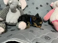 Little Teddy-Blue collar, a male Yorkshire Terrier for sale in Lumberton, NC – Photo 6 of 10