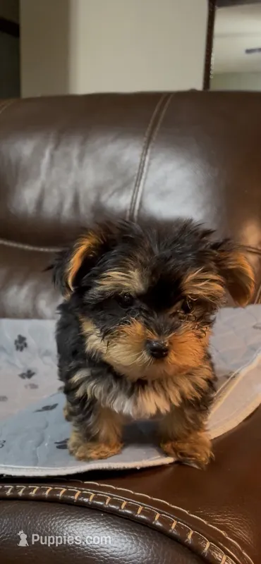 Little Teddy-Blue collar – Yorkshire Terrier puppy for sale in Lumberton, NC
