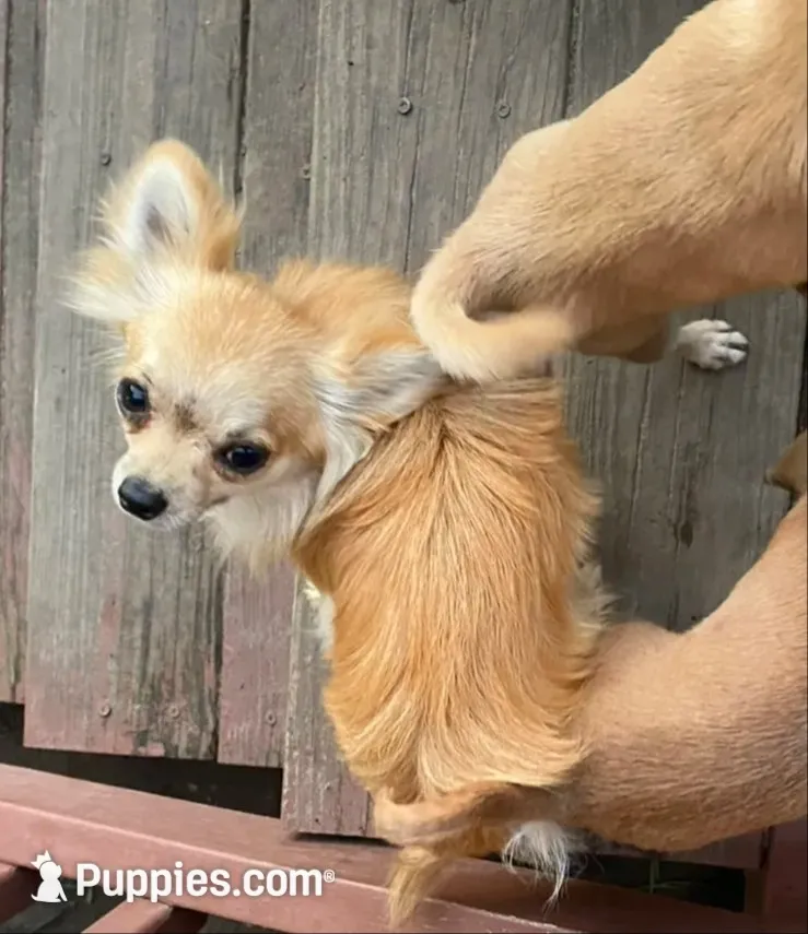 Bella (little princess), a female Chihuahua for sale in Lumberton, NC – 9 of 10
