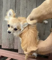 Bella, a female Chihuahua for sale in Lumberton, NC – 9 of 10