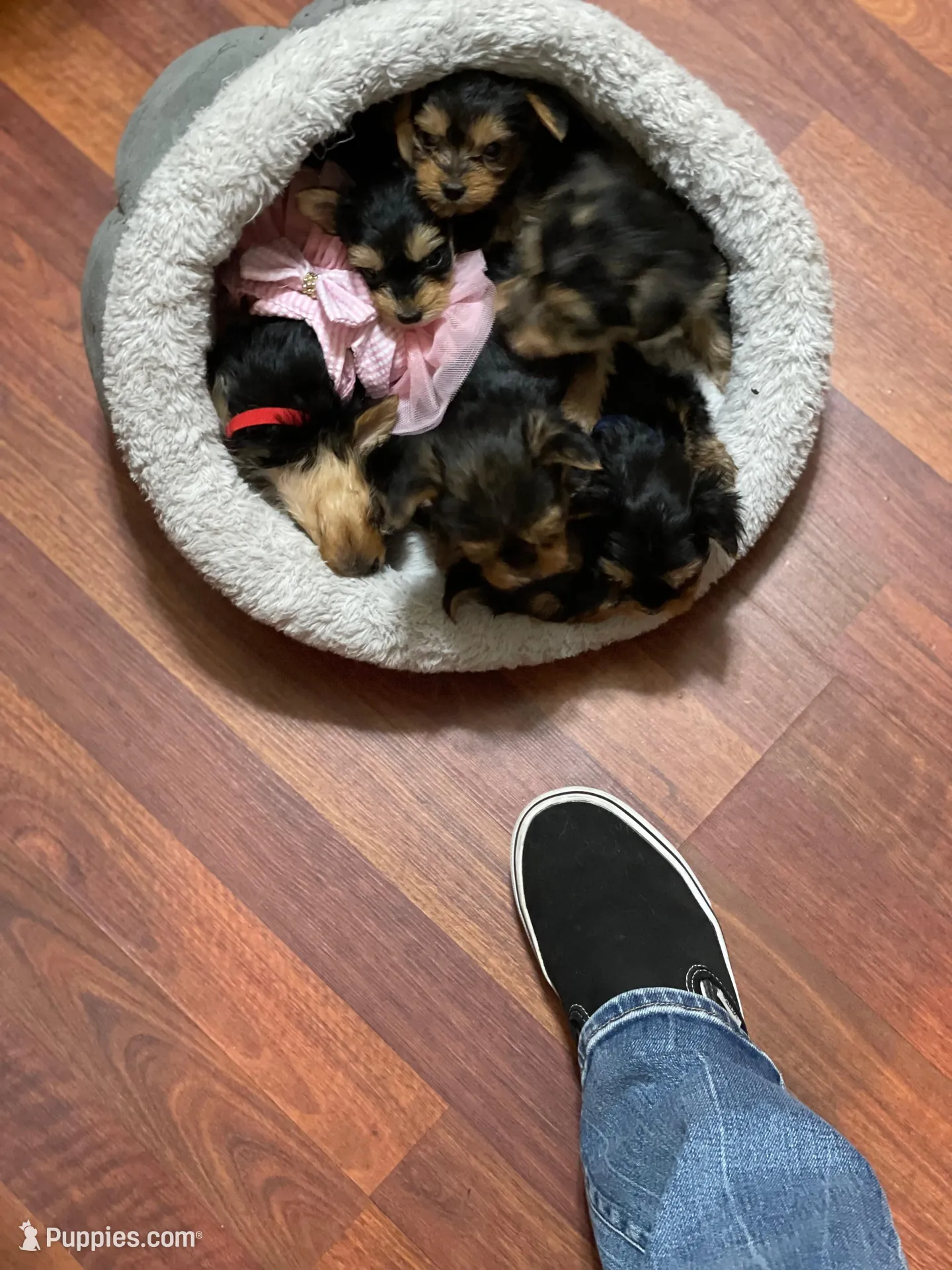 Preston-Brown collar, a male Yorkshire Terrier for sale in Lumberton, NC – Photo 4 of 10