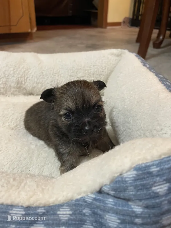 Cooper – Chihuahua puppy for sale in Lumberton, NC