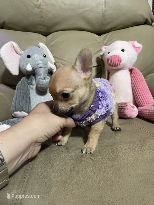 Phoenix – Chihuahua puppy for sale in Lumberton, NC