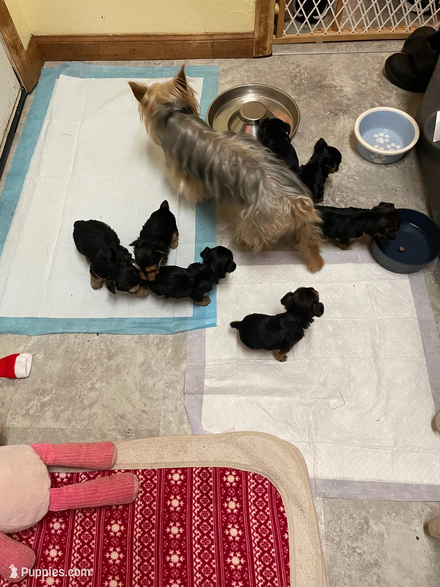 Preston-Brown collar, a male Yorkshire Terrier for sale in Lumberton, NC – Photo 10 of 10