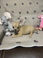 Phoenix (Updated photos), a male Chihuahua for sale in Lumberton, NC – 2 of 10