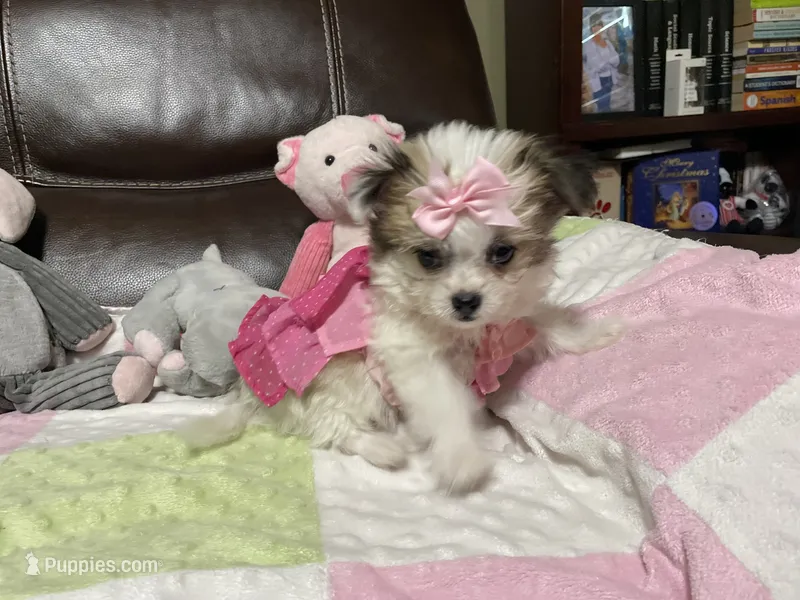 Star – Peekapoo, Chihuahua puppy for sale in Lumberton, NC