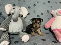 Bentley-Purple collar, a male Yorkshire Terrier for sale in Lumberton, NC – Photo 3 of 10