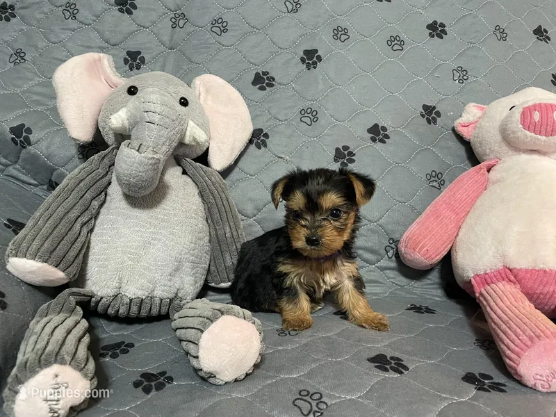 Bentley-Purple collar – Yorkshire Terrier puppy for sale in Lumberton, NC