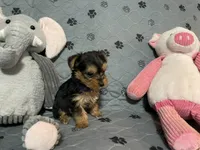 Bentley-Purple collar, a male Yorkshire Terrier for sale in Lumberton, NC – Photo 2 of 10