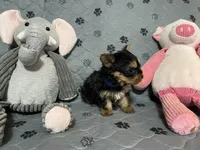 Little Teddy-Blue collar, a male Yorkshire Terrier for sale in Lumberton, NC – Photo 5 of 10
