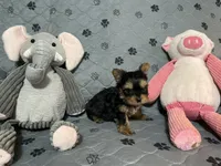 Little Teddy-Blue collar, a male Yorkshire Terrier for sale in Lumberton, NC – Photo 3 of 10