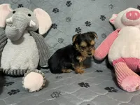 Bentley-Purple collar, a male Yorkshire Terrier for sale in Lumberton, NC – Photo 4 of 10